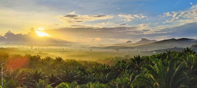 Certified palm oil production